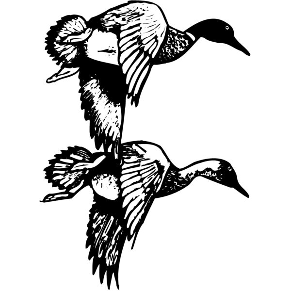 BIRD084 Thumbnail